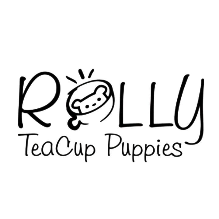 ROLLY TEACUP PUPPIES KOREA @rollypups_official