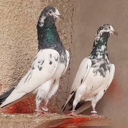 Anas Mughal @anas.pigeons.club