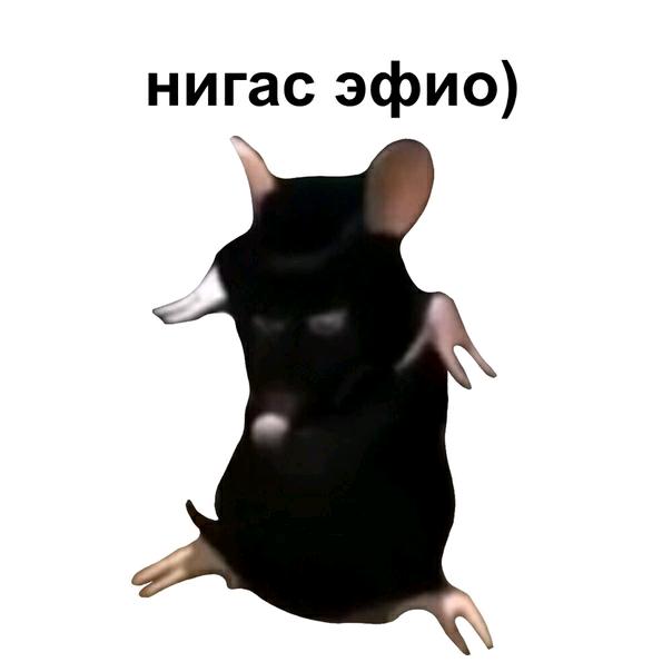 Черная крыса танцует мем вхаттекст (@whattext) TikTok Watch вхаттекст's Newest TikTok Videos