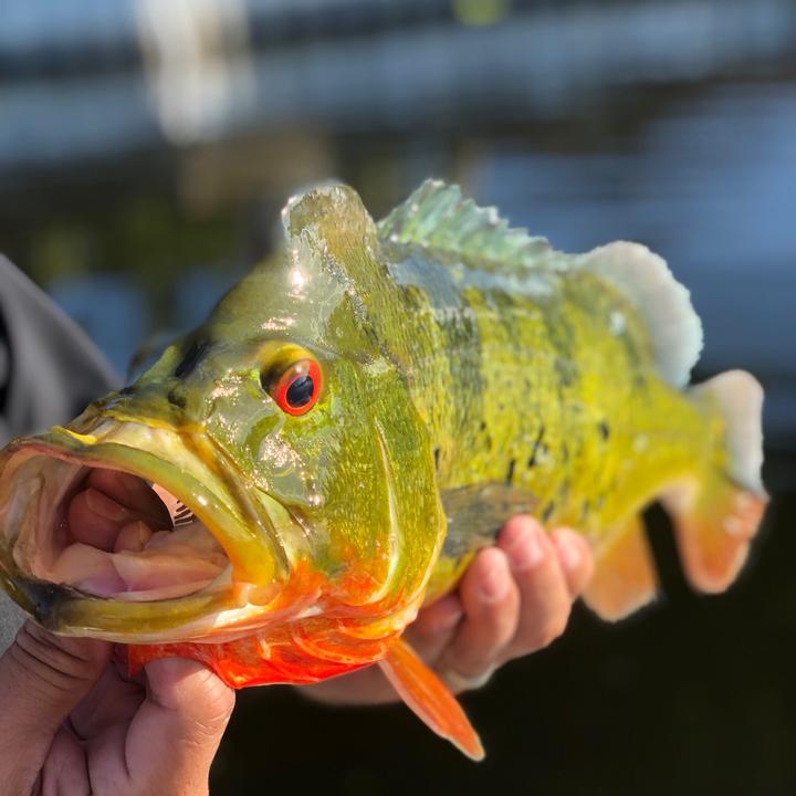 Bite bass
