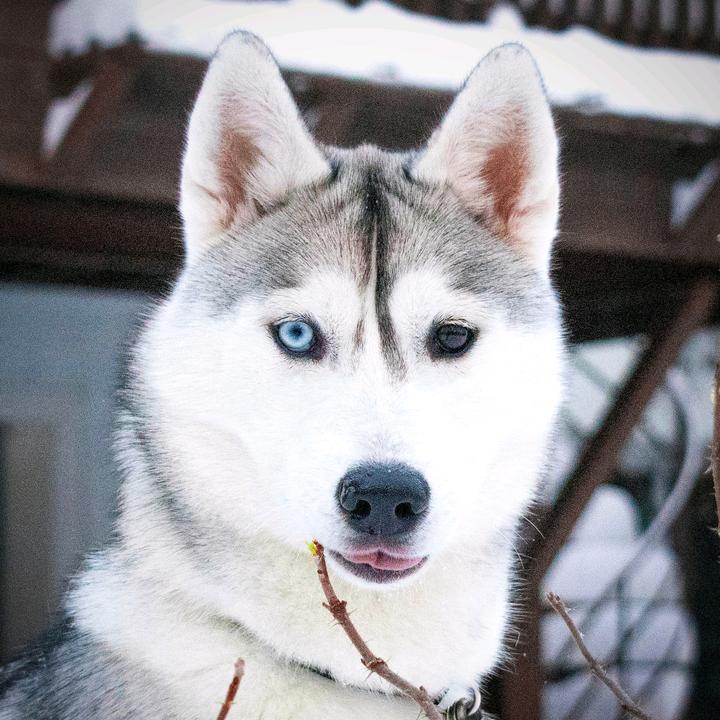 husky in tagalog