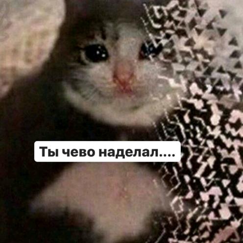 Эх блять мем с котом