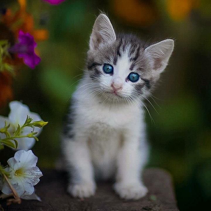 Black Kitten Wednesday Morning