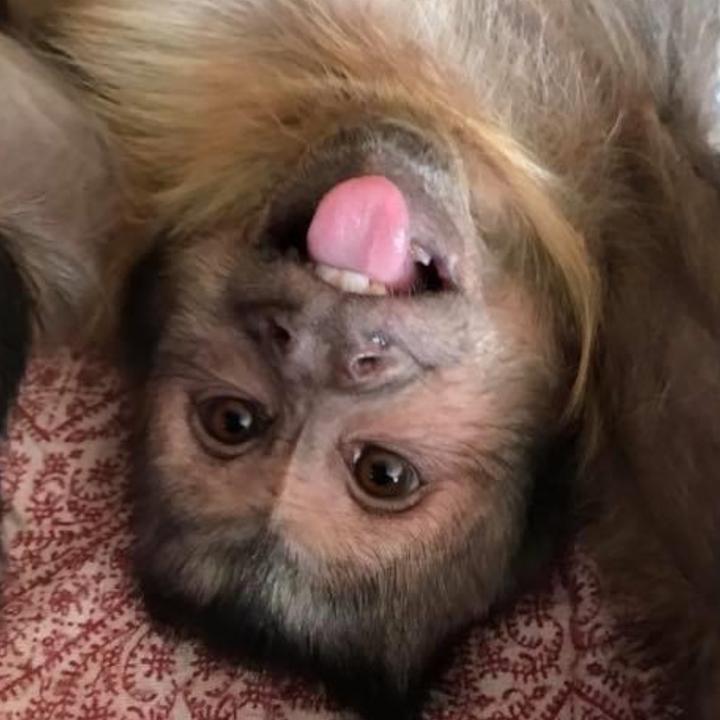 Is That A Monkey Tiktok