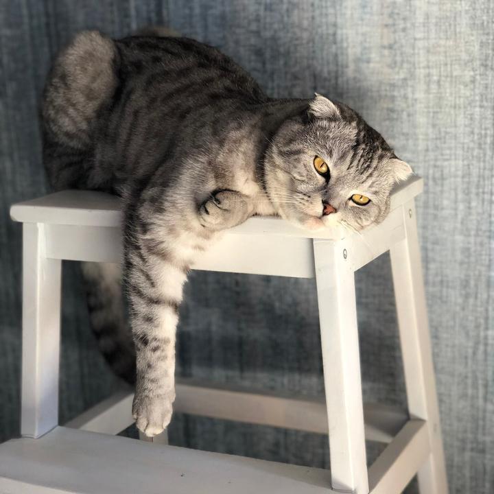 Тимофей кот