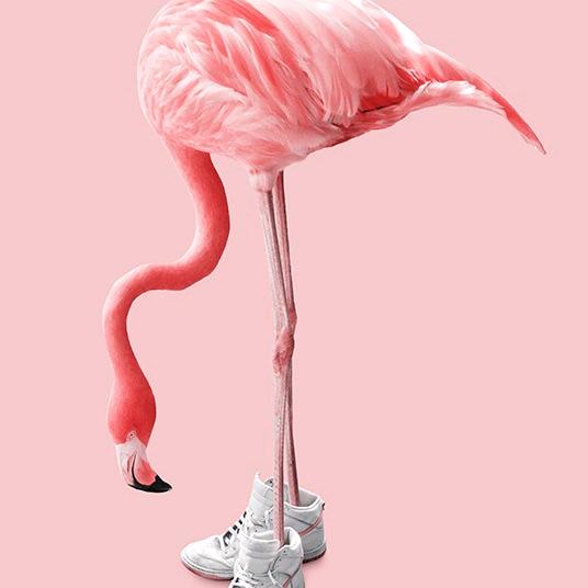 Tiktok Flamingo