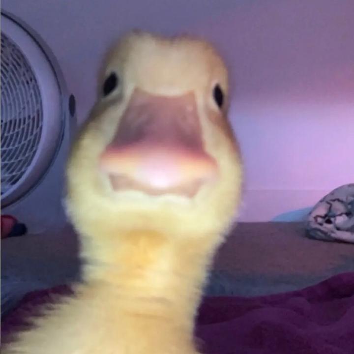 Originalton Created By Leo Roblox Popular Songs On Tiktok - tiktok leo roblox Originalton Created By Leo Roblox Popular Songs On Tiktok - leo roblox