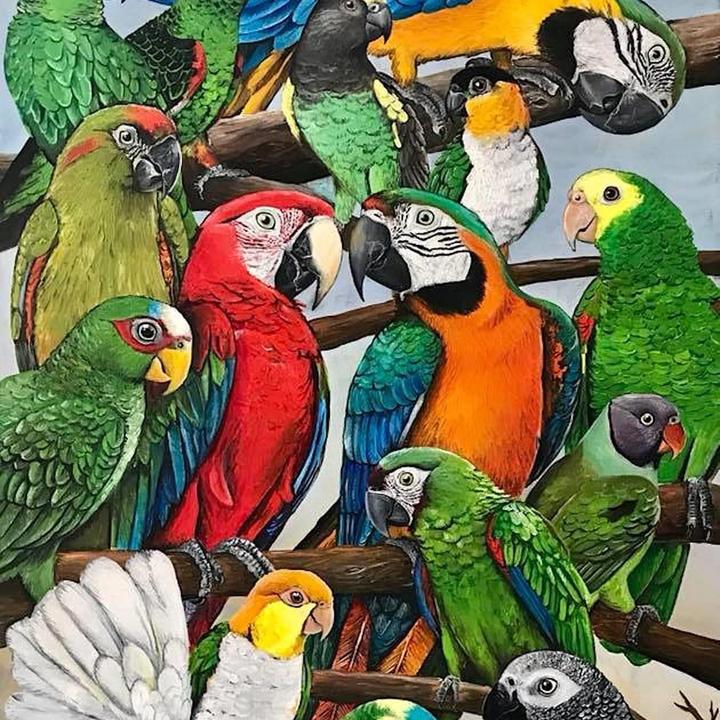 Macaws doors. How many Parrots in the picture. How many Parrots can you see.