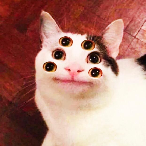 Как называется мем с котом