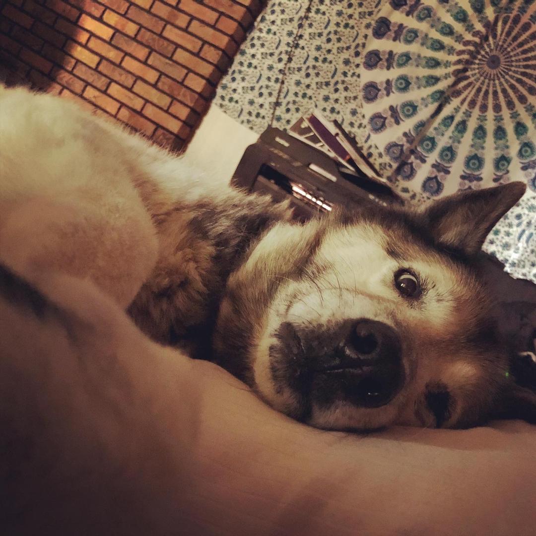@lifeofthefurbabies