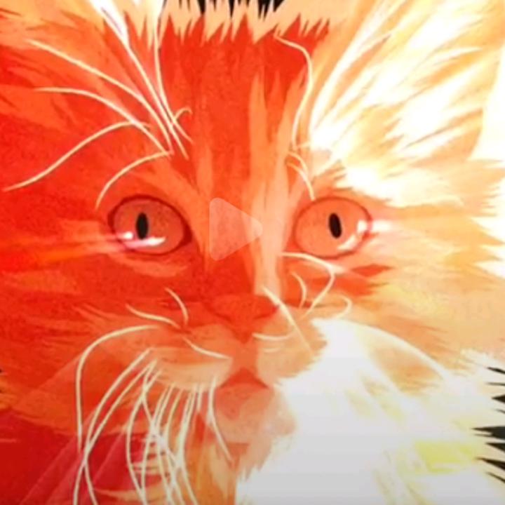 Симба котик