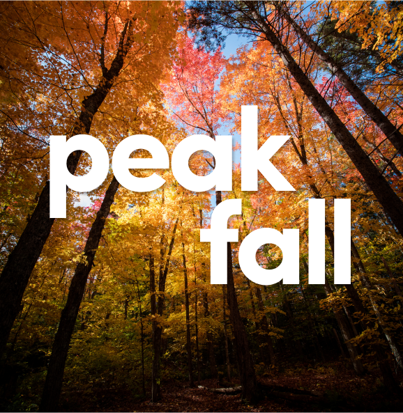Peak fall brings color to TikTok | TikTok Newsroom