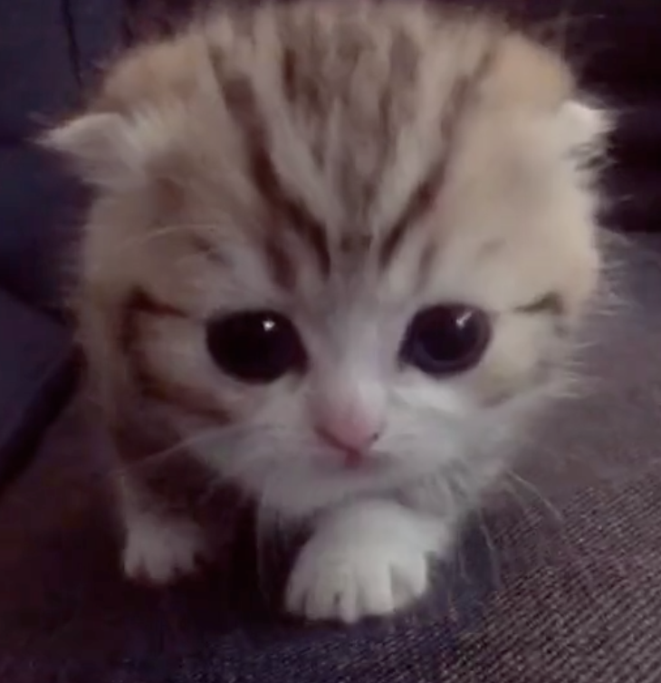 Adorable Videos Of Kittens To Brighten Your Day Tiktok Newsroom