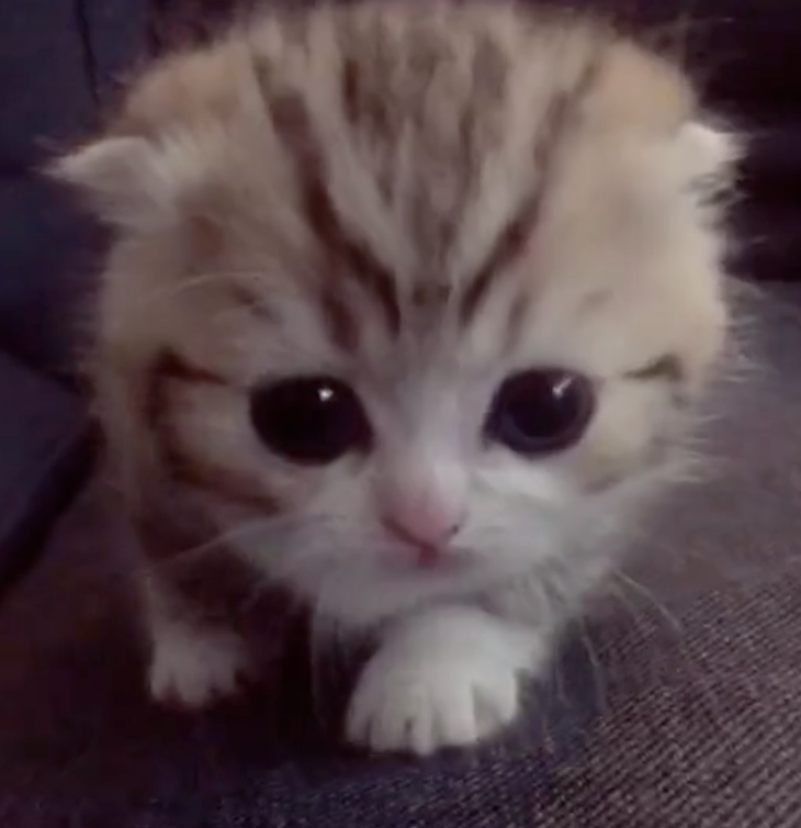 Cute cats tiktok new arrivals