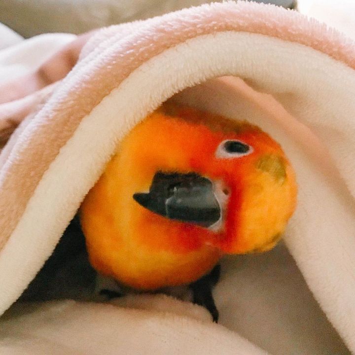 Apple @apple.sunconure