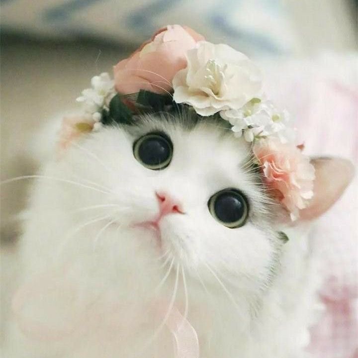T𝒶𝓃𝓎𝓊𝓈𝒽𝓀𝒶💐 @tatyanai5