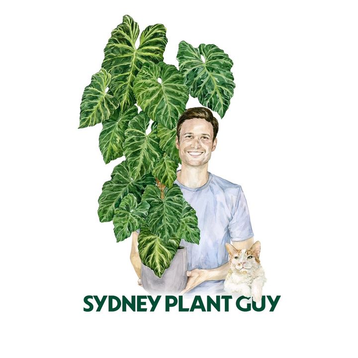 Sydney Plant Guy @sydneyplantguy