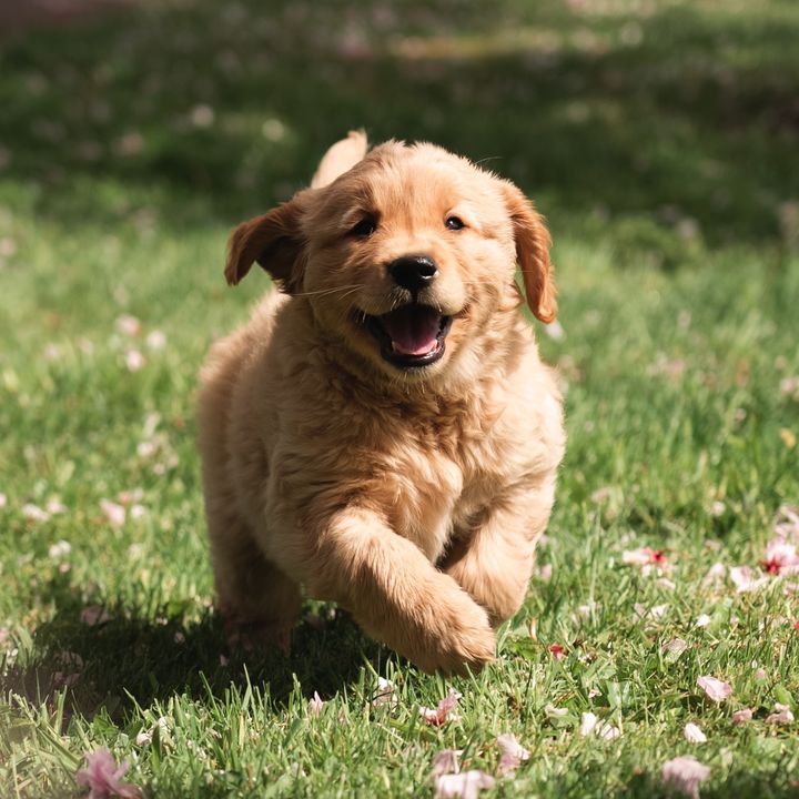 Pacha and Bucket the Goldens @goldengirlpacha