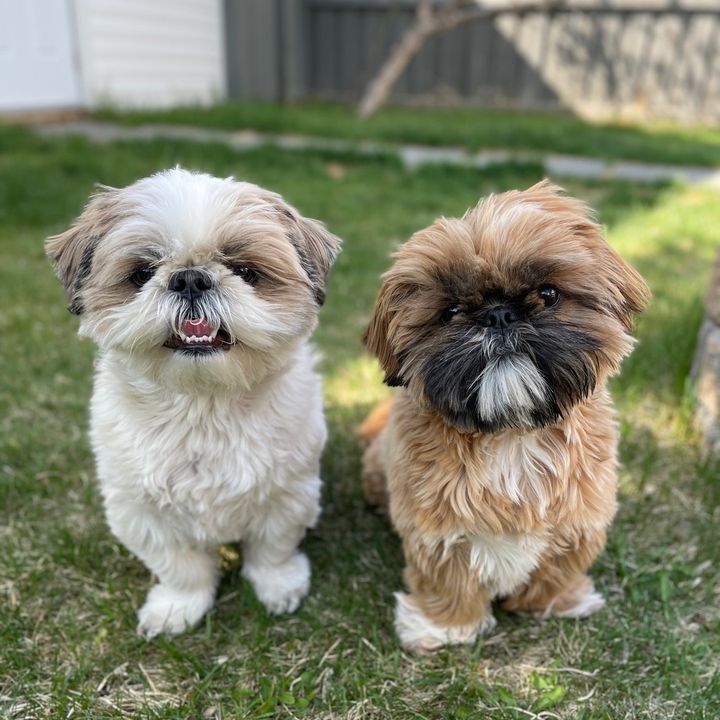 Benji & Olive @benjiandolive.shihtzus