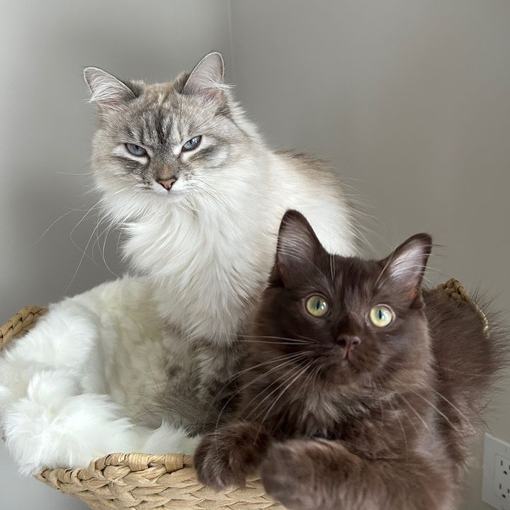 Freya & Teddy @freyathesiberian