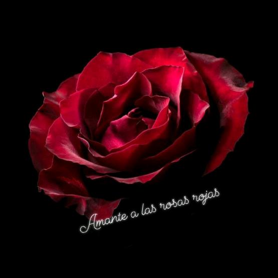 Amantes a las rosas rojas 🌷 @alayareyes317
