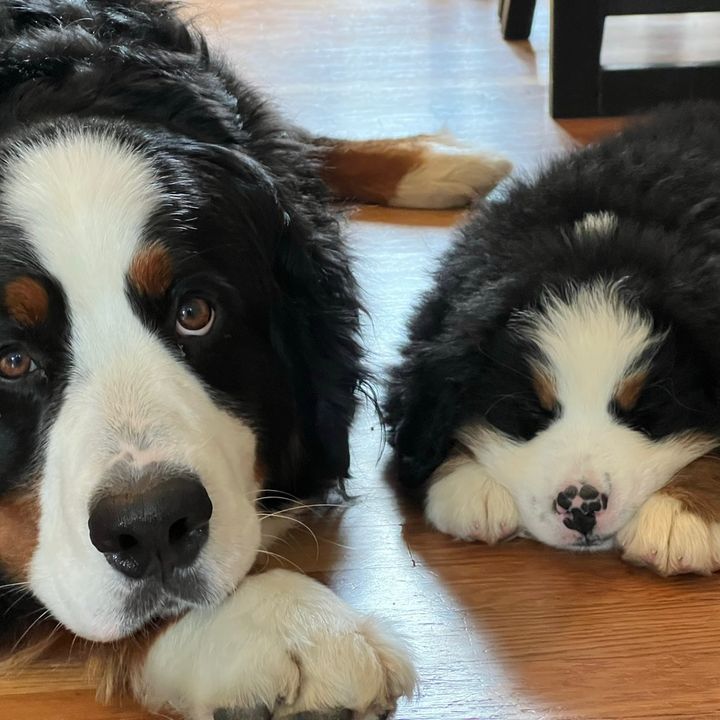 Walt and Gus the Bernese @waltandgusthebernese