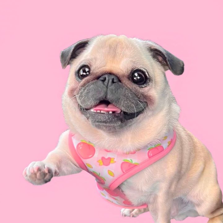 Loulou the Pug @pugloulou