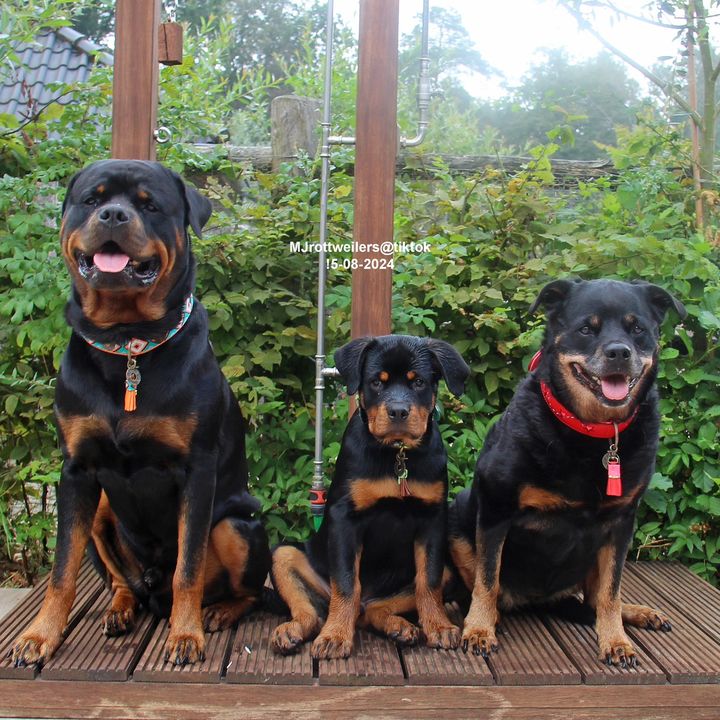 MJ rottweilers❤️ @mjrottweilers