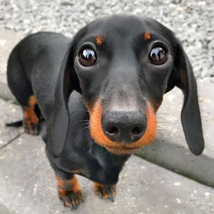 loulouminidachshund @loulouminidachshund