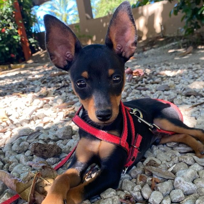 Jackson @jackson_theminpin