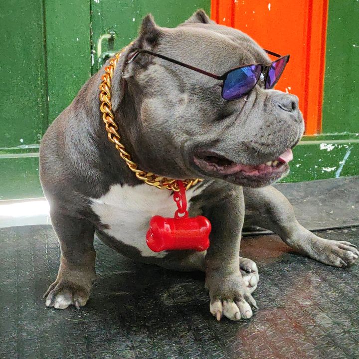 Valentino el perriñoso @valentinoelbully