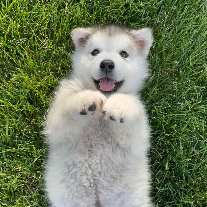 Hugo The Malamute @hugothemalamute