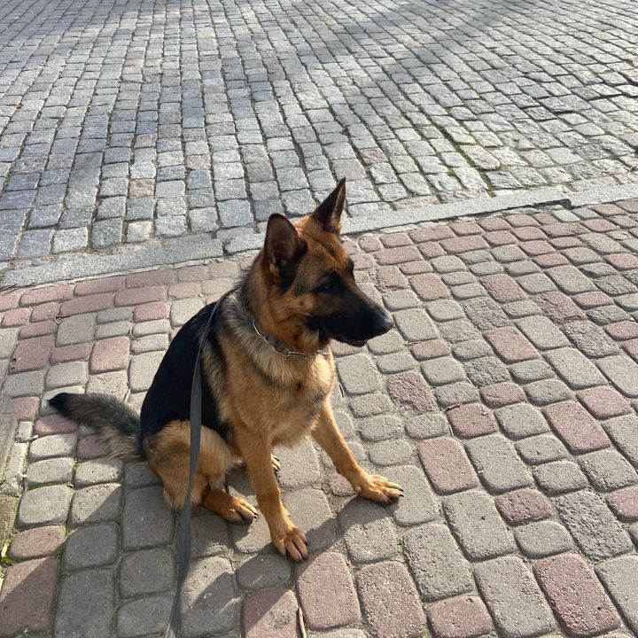 GERDA @_gerda_german_shepherd