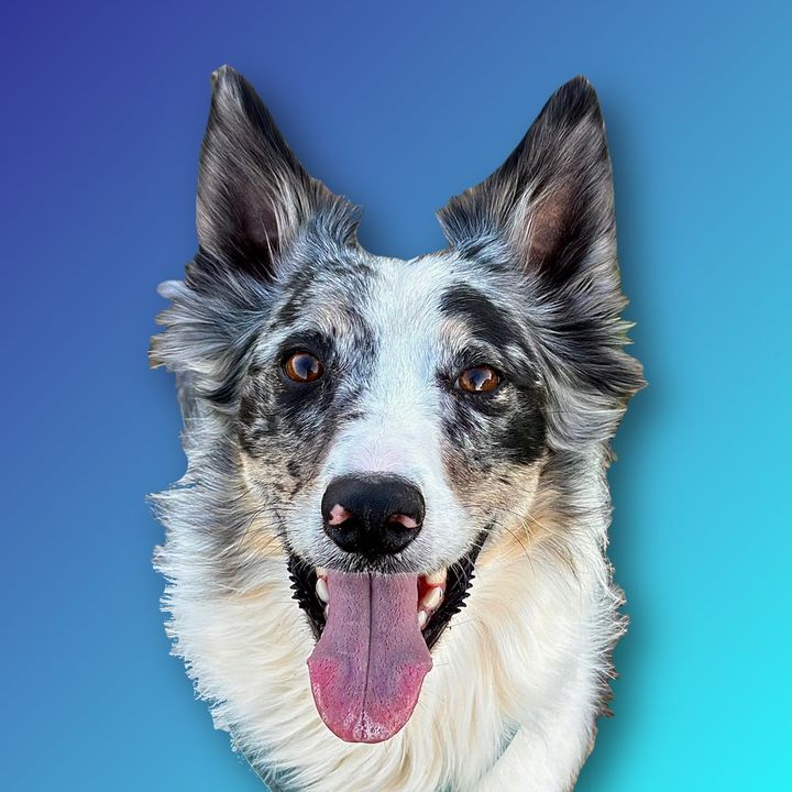 Aria.bordercollie @aria.bordercollie