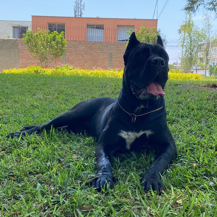 Luna.Nilo.CaneCorsos @luna.nilo.canecorsos