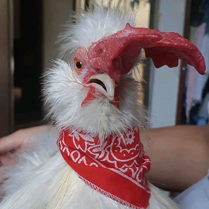 pelusa el pollo @pelusaelpollo