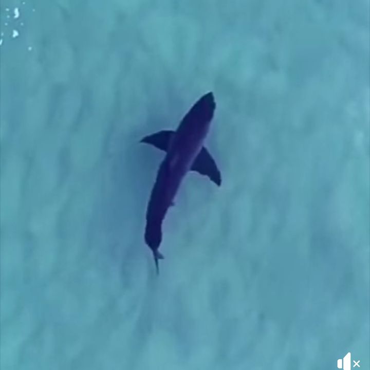 Dronesharkapp @dronesharkapp