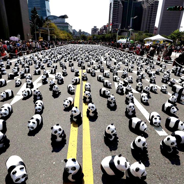 Il.panda.di.città @il.panda.di.citta