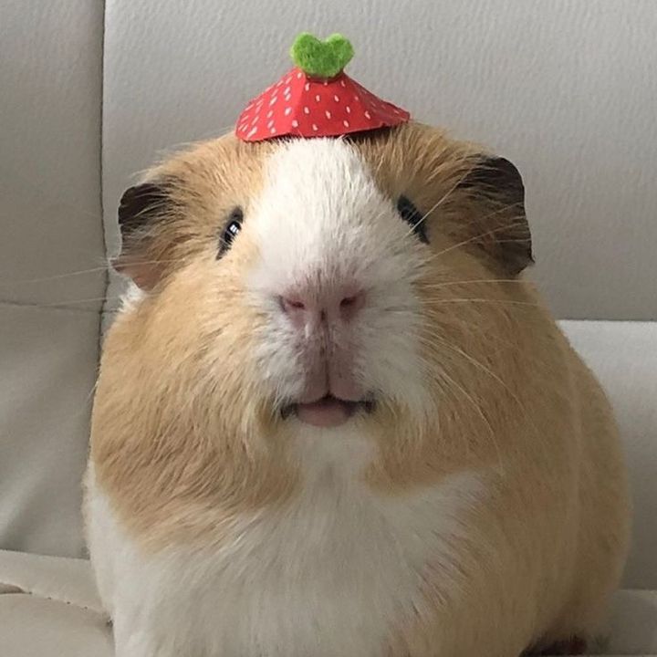 Brenda Frazão 🍓✨ @noticianimal