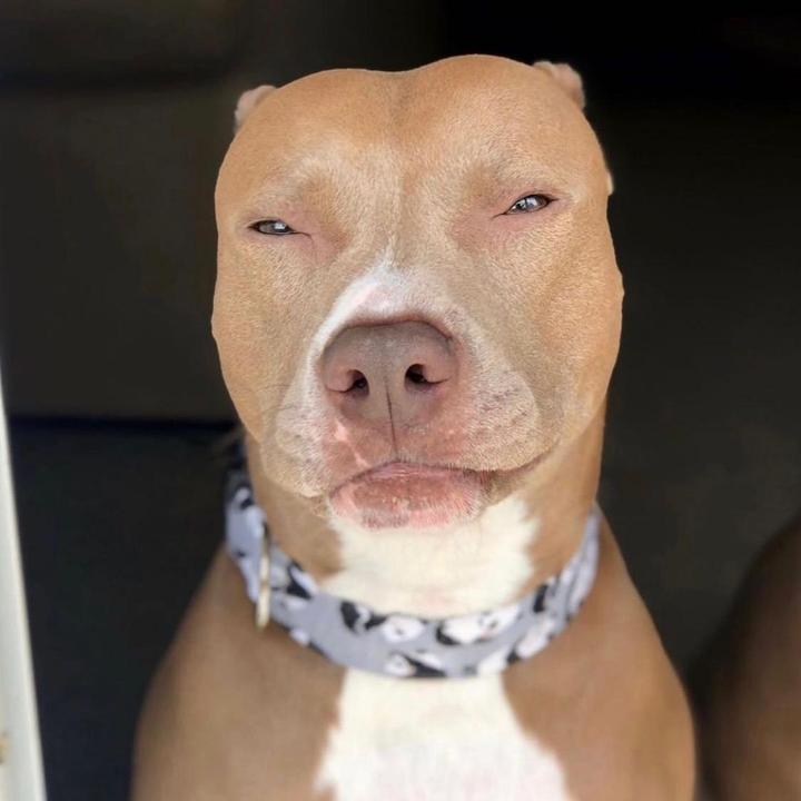 @knight_thepit @knight_thepit