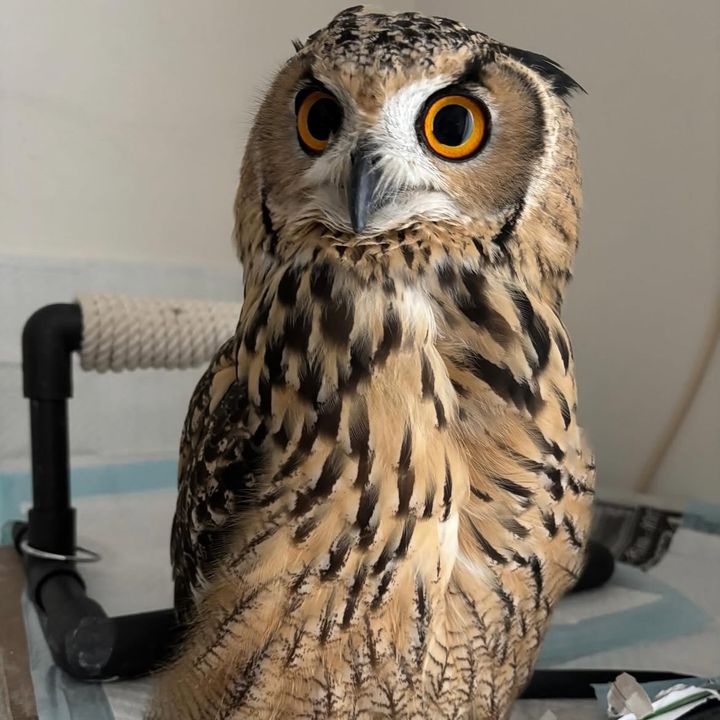 Owls Page @owlspage1