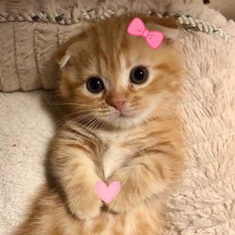 Gatitos Para Dedicar ❤️🐈⬛ @gatitos_para_dedicar_