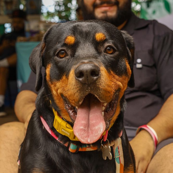 Coral The Rottie @coral.the.rottie