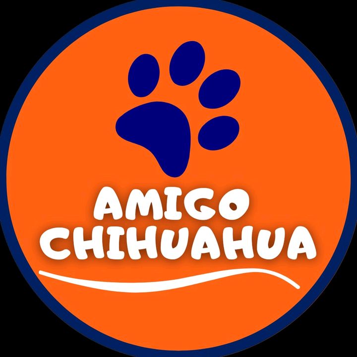 Amigo Chihuahua @amigochihuahua