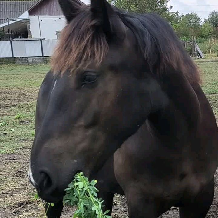 ВАСЯ БОЙЧУК 🐎 @vasyaboichuk3