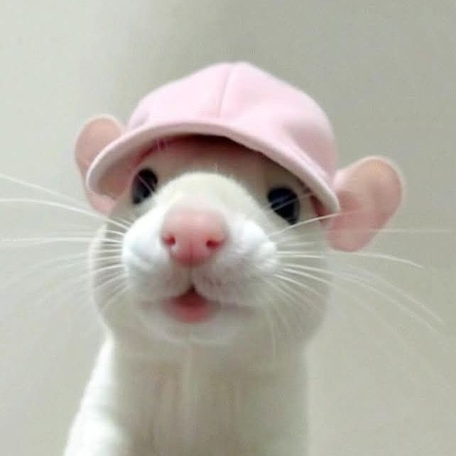 RATONCITA @__ratoncita
