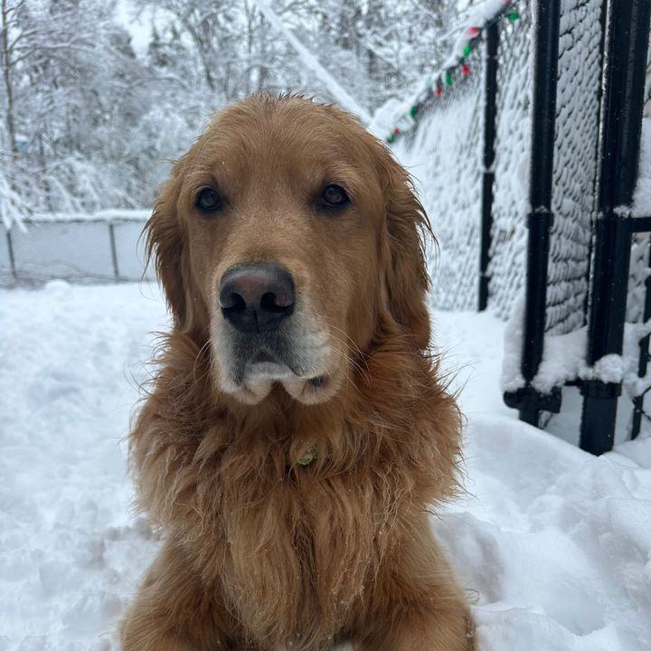 TUCKER - TheGoldenRetriever @goldenretrievertucker